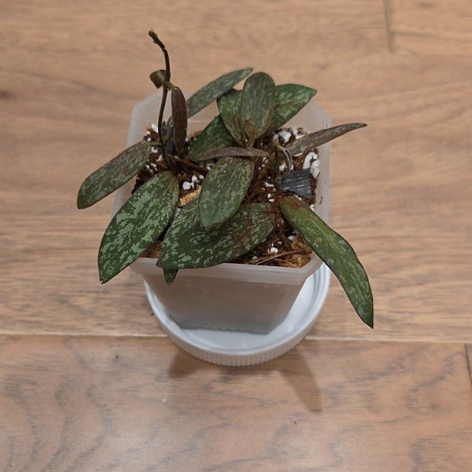 Photo of the plant species hoya sigillatis by @SuppleMoonglow named Baby Sig - MO on Greg, the plant care app