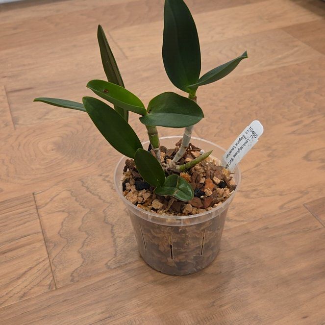 Photo of the plant species Cattleya Orchid by @SuppleMoonglow named SVO Speckled Blue x 'Leviathan' on Greg, the plant care app