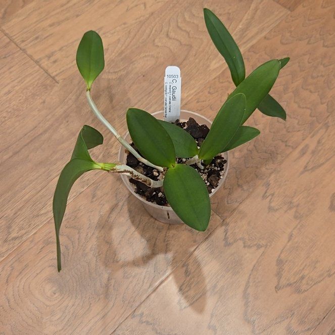 Photo of the plant species Cattleya Orchid by @SuppleMoonglow named SVO Gaudii on Greg, the plant care app