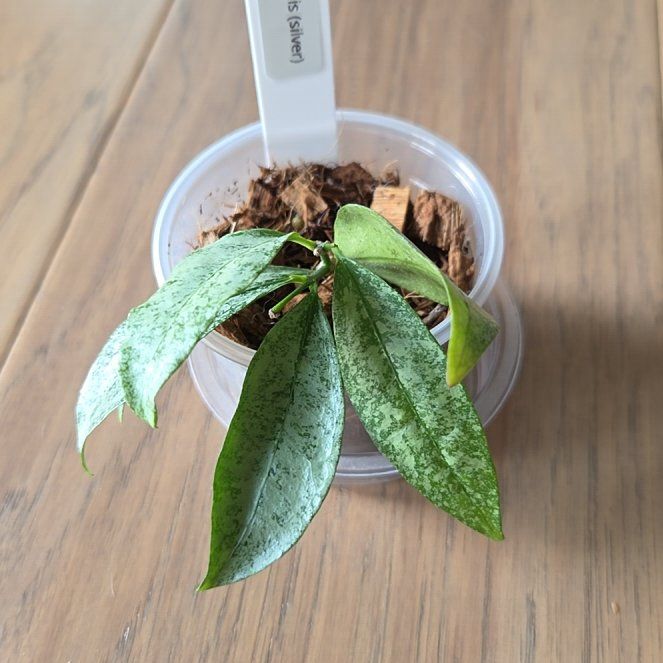Photo of the plant species Hoya amicabilis 'Silver' by @SuppleMoonglow named Amicabilis on Greg, the plant care app