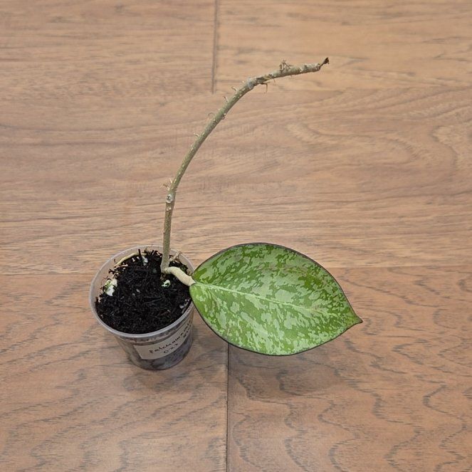 Photo of the plant species Hoya patcharawalai023 by @SuppleMoonglow named Patchy on Greg, the plant care app