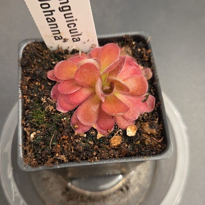 Photo of the plant species Butterwort by @SuppleMoonglow named Johanna on Greg, the plant care app