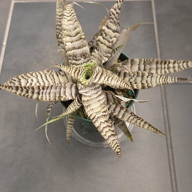 Photo of the plant species Bromeliad by @SuppleMoonglow named Robert on Greg, the plant care app
