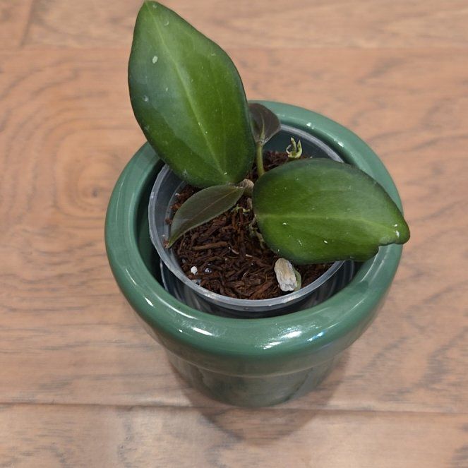 Photo of the plant species Hoya 'Aramelon' (UPT 012) by @SuppleMoonglow named Aramelon on Greg, the plant care app