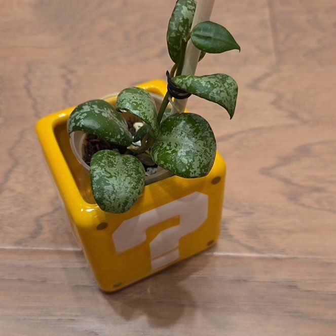 Photo of the plant species Hoya lacunosa 'Sweet Love' by @SuppleMoonglow named Sweet Love on Greg, the plant care app