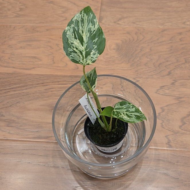 Photo of the plant species Monstera deliciosa 'Bulbosaur' by @SuppleMoonglow named Bulbosaur on Greg, the plant care app