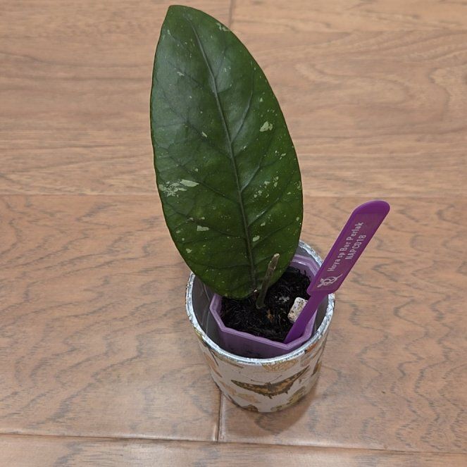 Photo of the plant species Hoya sp. 'Bur Perlak' (NAPC018) by @SuppleMoonglow named Bur Perlak on Greg, the plant care app