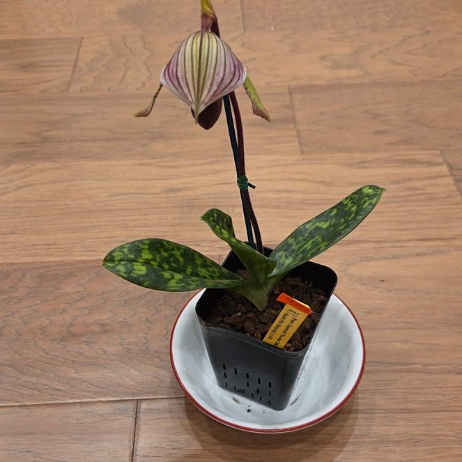 Photo of the plant species Paph. Supersuck ‘Eureka’ AM/AOS Raisin Pie Hsinying’ x sib by @SuppleMoonglow named Eureka on Greg, the plant care app
