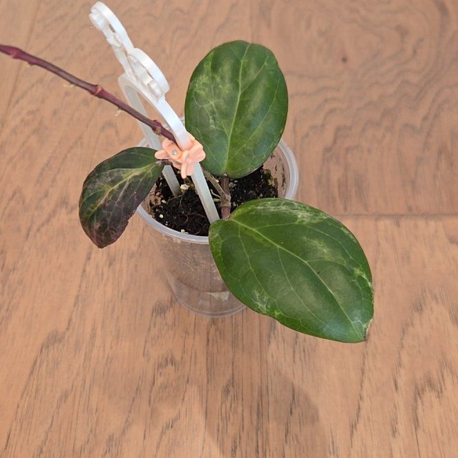 Photo of the plant species Hoya 'Swiffer's Nightmare' by @SuppleMoonglow named Freddy on Greg, the plant care app