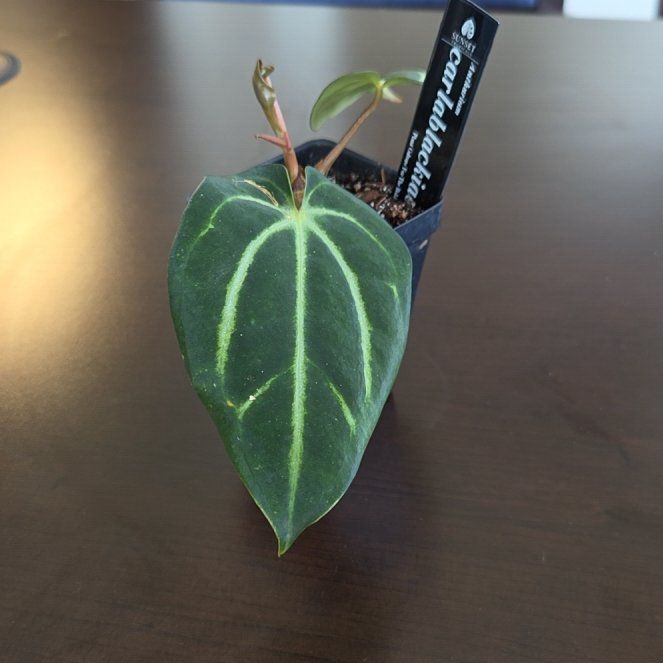 Photo of the plant species Anthurium 'Carla Black' by @SuppleMoonglow named Carla on Greg, the plant care app
