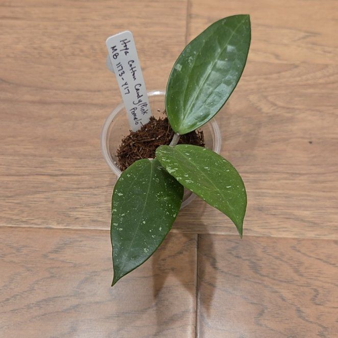 Photo of the plant species Hoya 'Pink Pomelo' by @SuppleMoonglow named Pink Pomelo on Greg, the plant care app