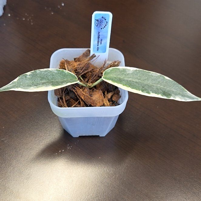 Photo of the plant species Hoya Archboldiana by @SuppleMoonglow named Arcene - archboldiana albo on Greg, the plant care app