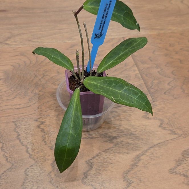 Photo of the plant species Hoya 'Love Affair' by @SuppleMoonglow named Love Affair on Greg, the plant care app