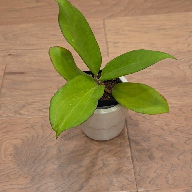 Photo of the plant species Hoya 'Maliksi' (UPT 001) by @SuppleMoonglow named Maliksi on Greg, the plant care app