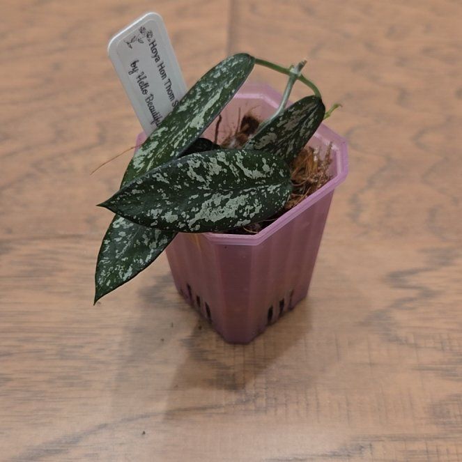 Photo of the plant species Hoya 'Sungwookii' by @SuppleMoonglow named Sungwookii on Greg, the plant care app
