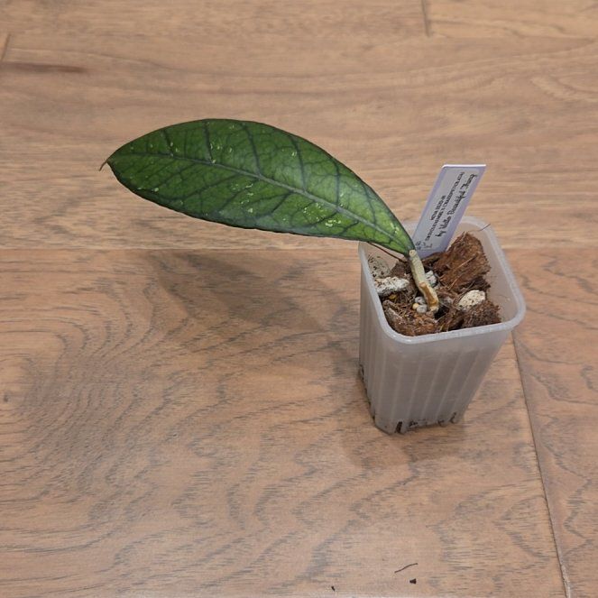 Photo of the plant species Hoya 'SS20-01' by @SuppleMoonglow named Stacy on Greg, the plant care app