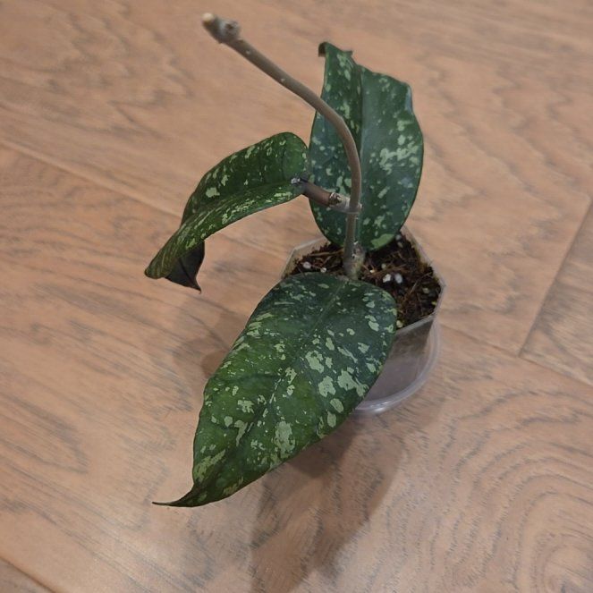 Photo of the plant species Hoya sp. Aceh 'Air Suri' by @SuppleMoonglow named Suri on Greg, the plant care app