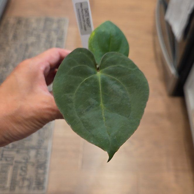Photo of the plant species Assorted Anthurium by @SuppleMoonglow named Date Night on Greg, the plant care app