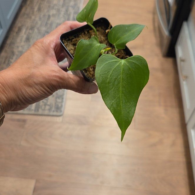 Photo of the plant species Delta Force Anthurium by @SuppleMoonglow named Delta Force on Greg, the plant care app