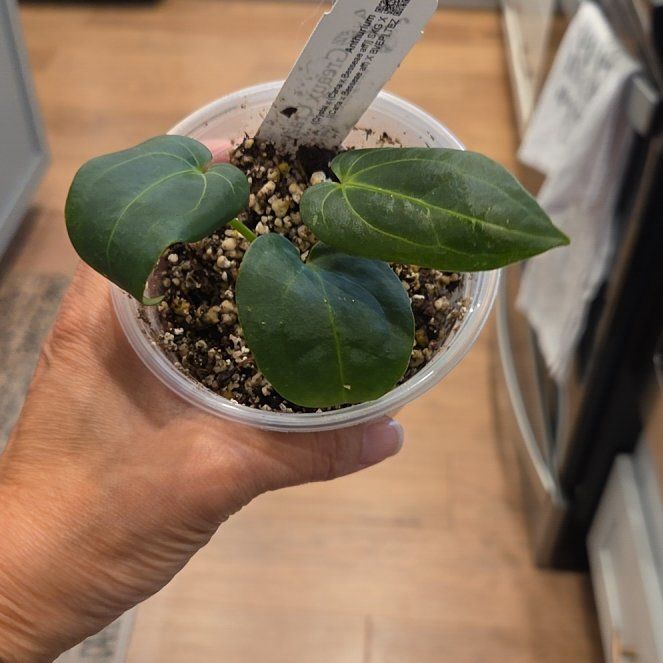 Photo of the plant species Assorted Anthurium by @SuppleMoonglow named Greaux Crazy on Greg, the plant care app