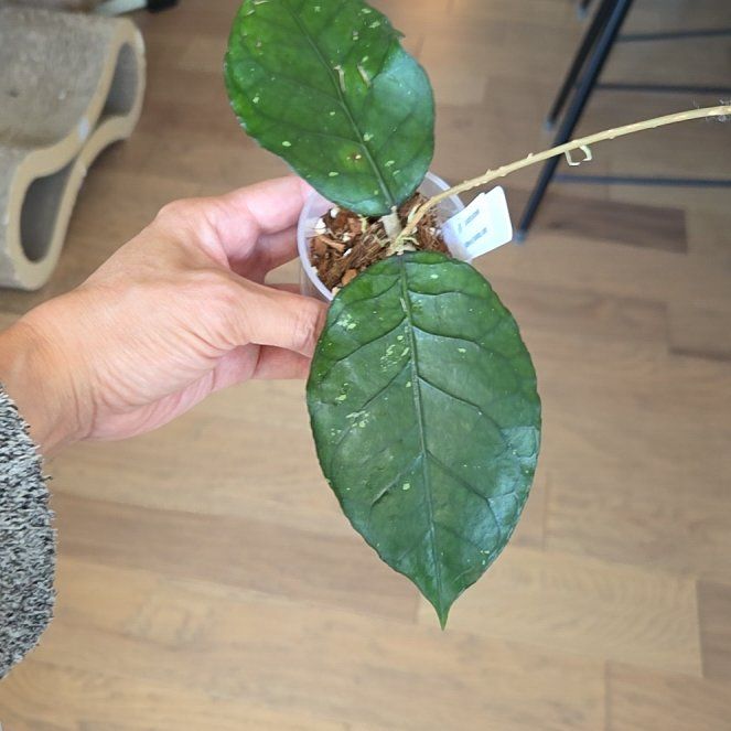 Photo of the plant species Hoya sp. Aceh 'Pumpkin' by @SuppleMoonglow named Pumpkin on Greg, the plant care app