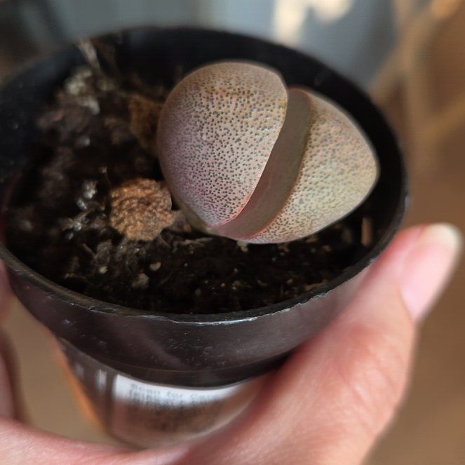 Photo of the plant species Royal Flush Split Rock by @SuppleMoonglow named Royal Flush on Greg, the plant care app