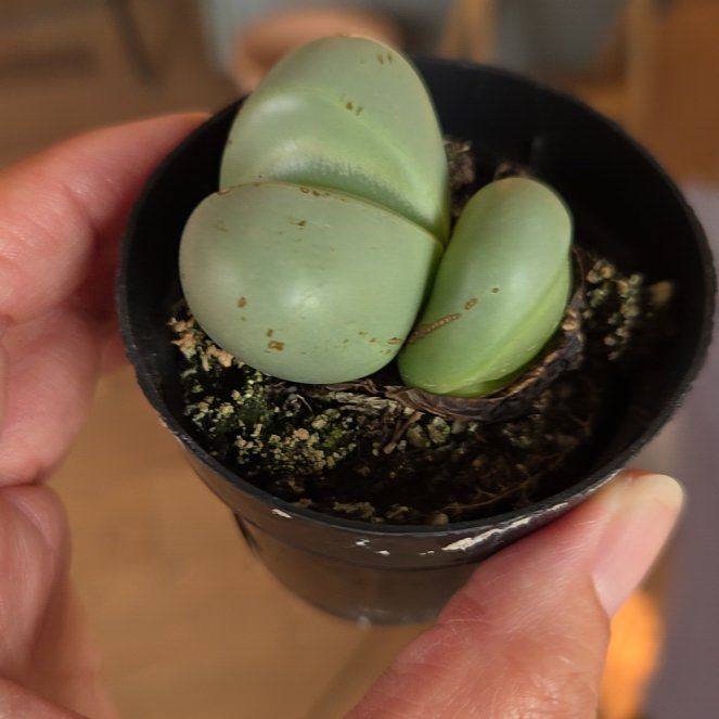 Photo of the plant species Argyroderma delaetii by @SuppleMoonglow named Della on Greg, the plant care app