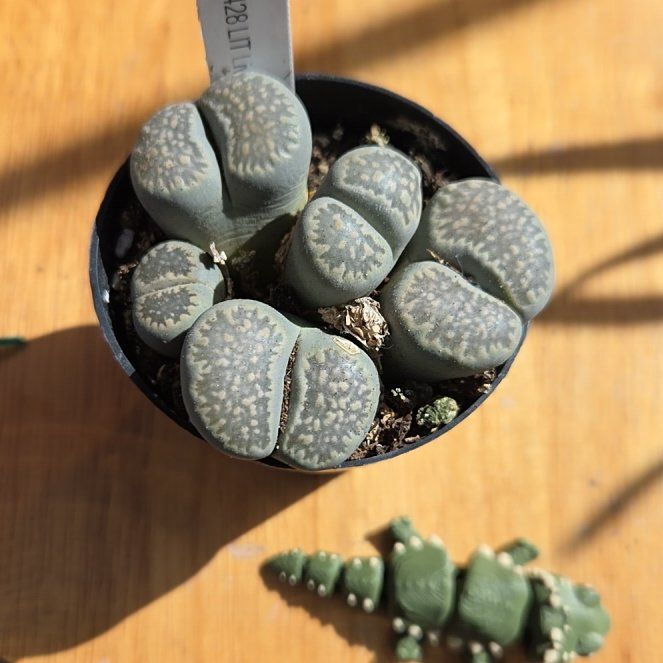 Photo of the plant species Assorted Lithops by @SuppleMoonglow named Lilith on Greg, the plant care app
