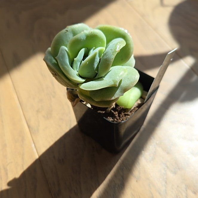 Photo of the plant species Graptoveria 'Lovely Rose' by @SuppleMoonglow named Lovely Rose on Greg, the plant care app