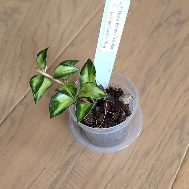 Photo of the plant species Hoya lacunosa ‘Bruno Tricolor' by @SuppleMoonglow named Bruno Mars on Greg, the plant care app