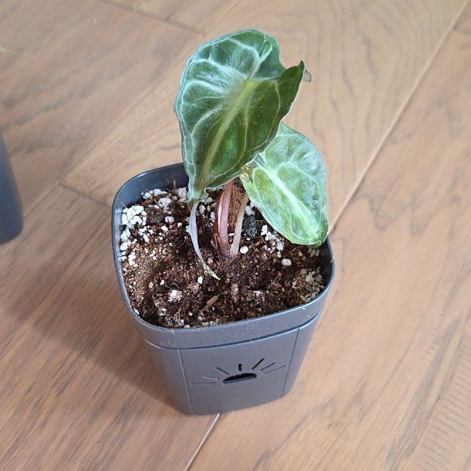 Photo of the plant species Alocasia 'Venom' by @SuppleMoonglow named Venom on Greg, the plant care app