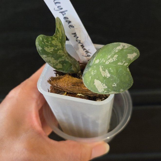 Photo of the plant species Hoya deykeae 'Morning Dew' by @SuppleMoonglow named Morning dew on Greg, the plant care app