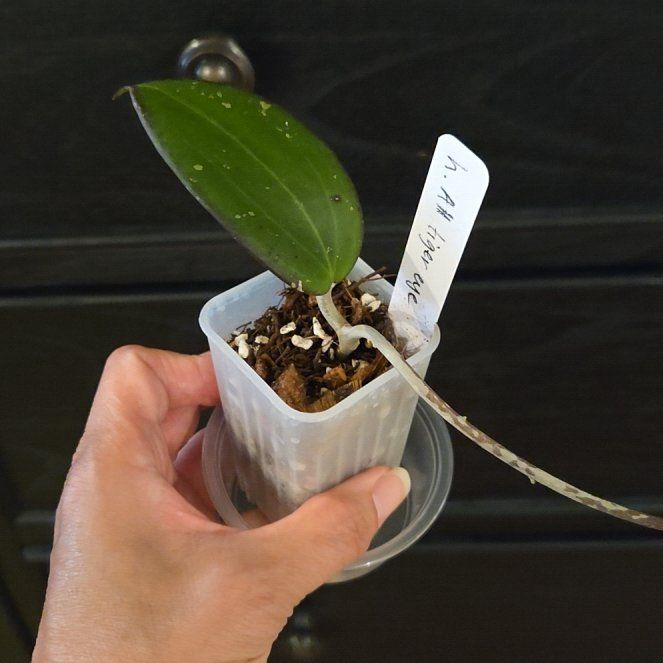 Photo of the plant species Hoya AH 'Tiger Eye' by @SuppleMoonglow named Balboa on Greg, the plant care app
