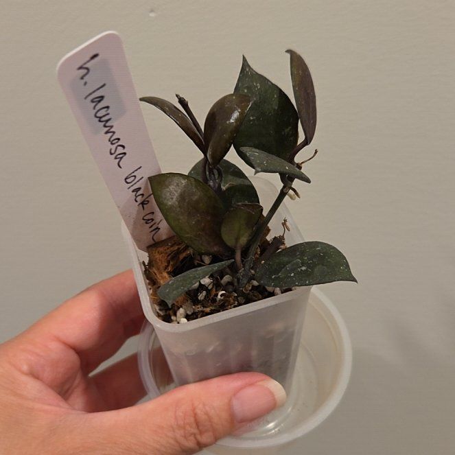 Photo of the plant species Hoya lacunosa 'Black Coin' by @SuppleMoonglow named Black Coin on Greg, the plant care app