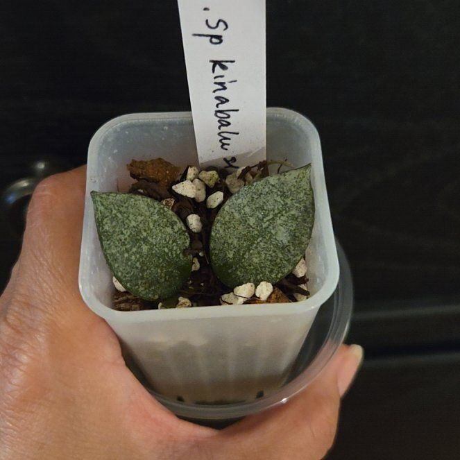 Photo of the plant species Hoya sp. 'Kinabalu Silver' by @SuppleMoonglow named Kinabalu on Greg, the plant care app