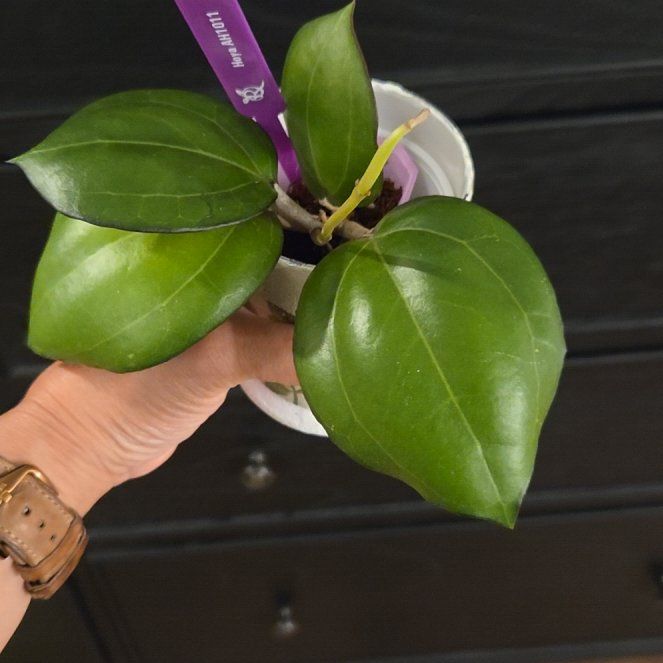 Photo of the plant species Hoya AH1011 by @SuppleMoonglow named AH1011 on Greg, the plant care app