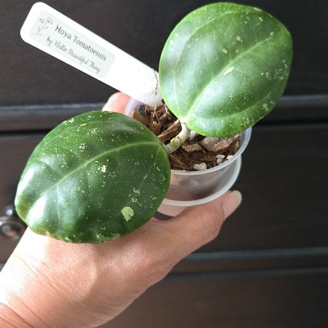 Photo of the plant species Hoya tomataensis by @SuppleMoonglow named Thomas on Greg, the plant care app