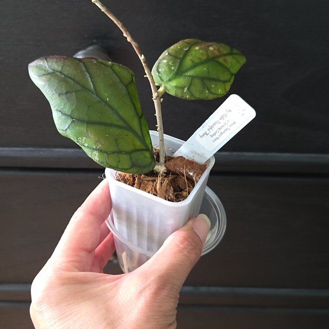 Photo of the plant species Hoya takengon wavy x gunung gading by @SuppleMoonglow named Katrina on Greg, the plant care app
