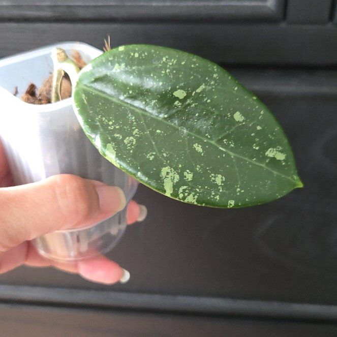 Photo of the plant species Hoya AH805 by @SuppleMoonglow named AH805 on Greg, the plant care app
