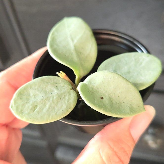 Photo of the plant species Hoya 'Grey Fairy' by @SuppleMoonglow named Faye 2 on Greg, the plant care app