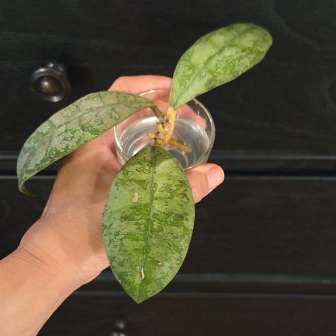 Photo of the plant species Hoya lambii 'Splash' by @SuppleMoonglow named Lambii splash on Greg, the plant care app