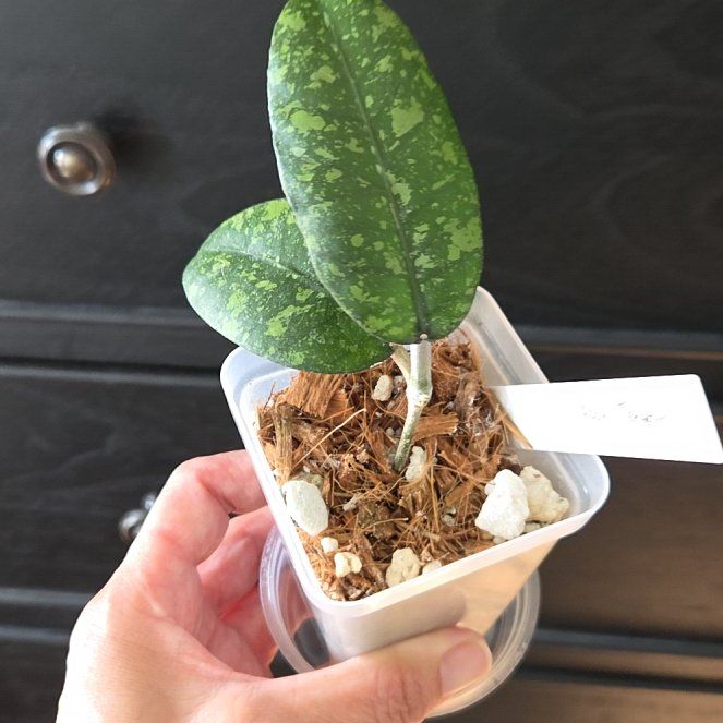 Photo of the plant species Hoya sp. Aceh Tengah by @SuppleMoonglow named Tengah on Greg, the plant care app