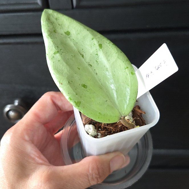 Photo of the plant species Hoya glabra 'Silver' by @SuppleMoonglow named Glabra silver on Greg, the plant care app