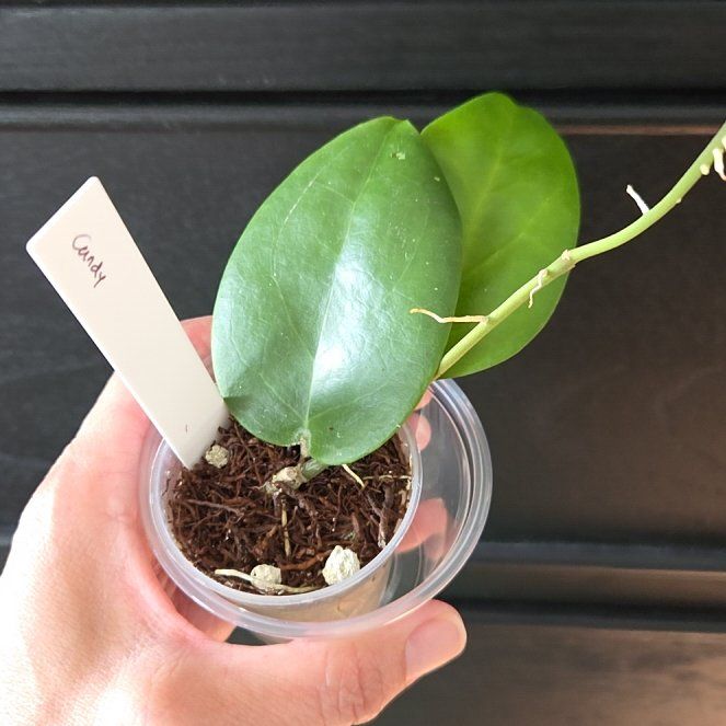 Photo of the plant species Hoya 'Candy' by @SuppleMoonglow named Candy on Greg, the plant care app