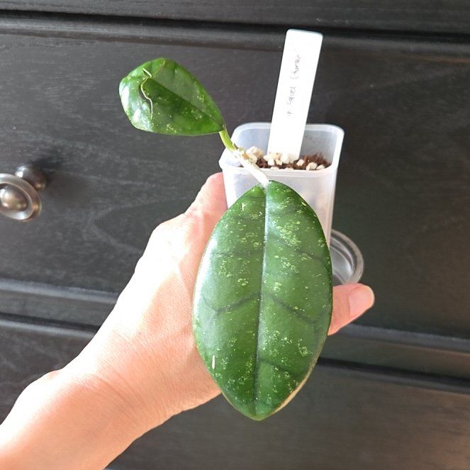 Photo of the plant species Hoya sp. Kalsel by @SuppleMoonglow named Kalsel on Greg, the plant care app