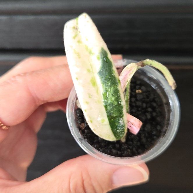 Photo of the plant species Hoya lyi 'Prism' by @SuppleMoonglow named Prism on Greg, the plant care app