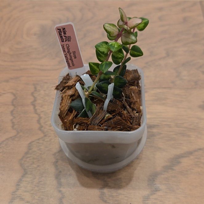 Photo of the plant species Hoya Chinghungensis by @SuppleMoonglow named *Ching - inner variegated on Greg, the plant care app