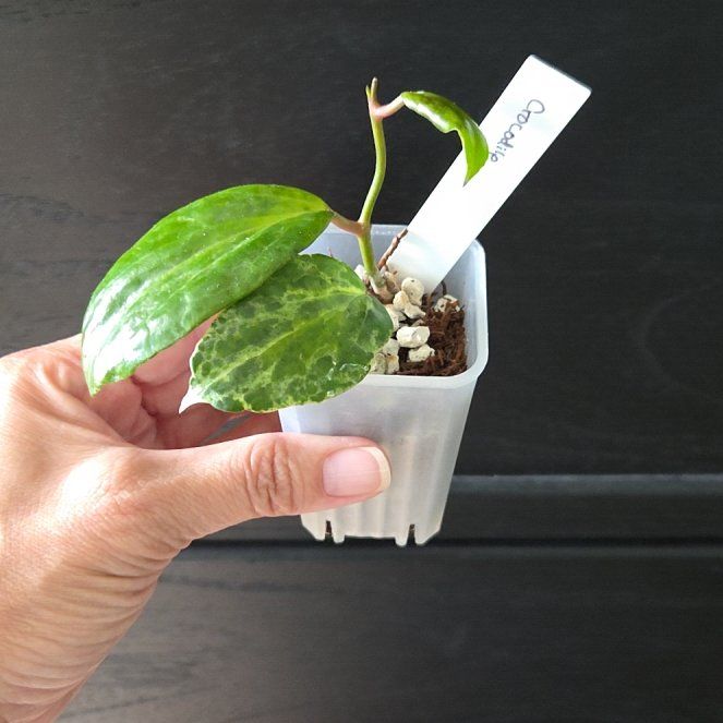Photo of the plant species Hoya 'Crocodile' by @SuppleMoonglow named Crocodile on Greg, the plant care app