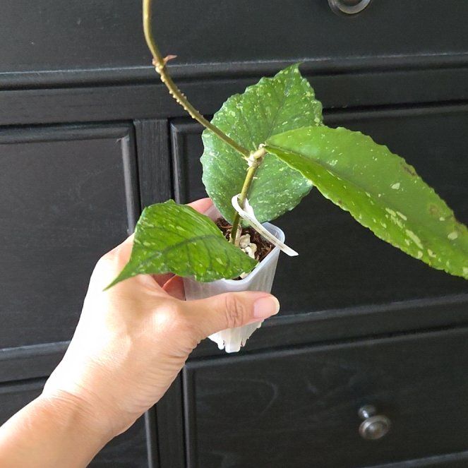Photo of the plant species Hoya sp. Aceh 'Dragon Mutate' by @SuppleMoonglow named Dragon mutate on Greg, the plant care app