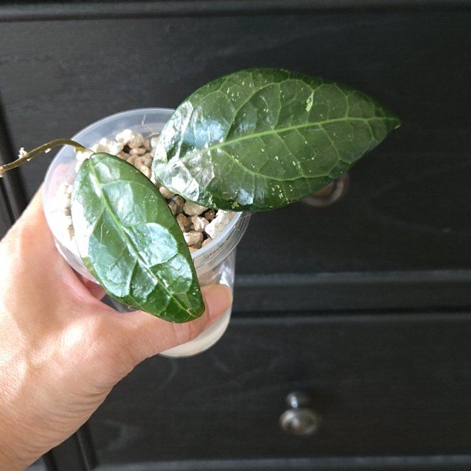 Photo of the plant species Hoya sp. Sumatra 01 by @SuppleMoonglow named Sumatra 01 on Greg, the plant care app